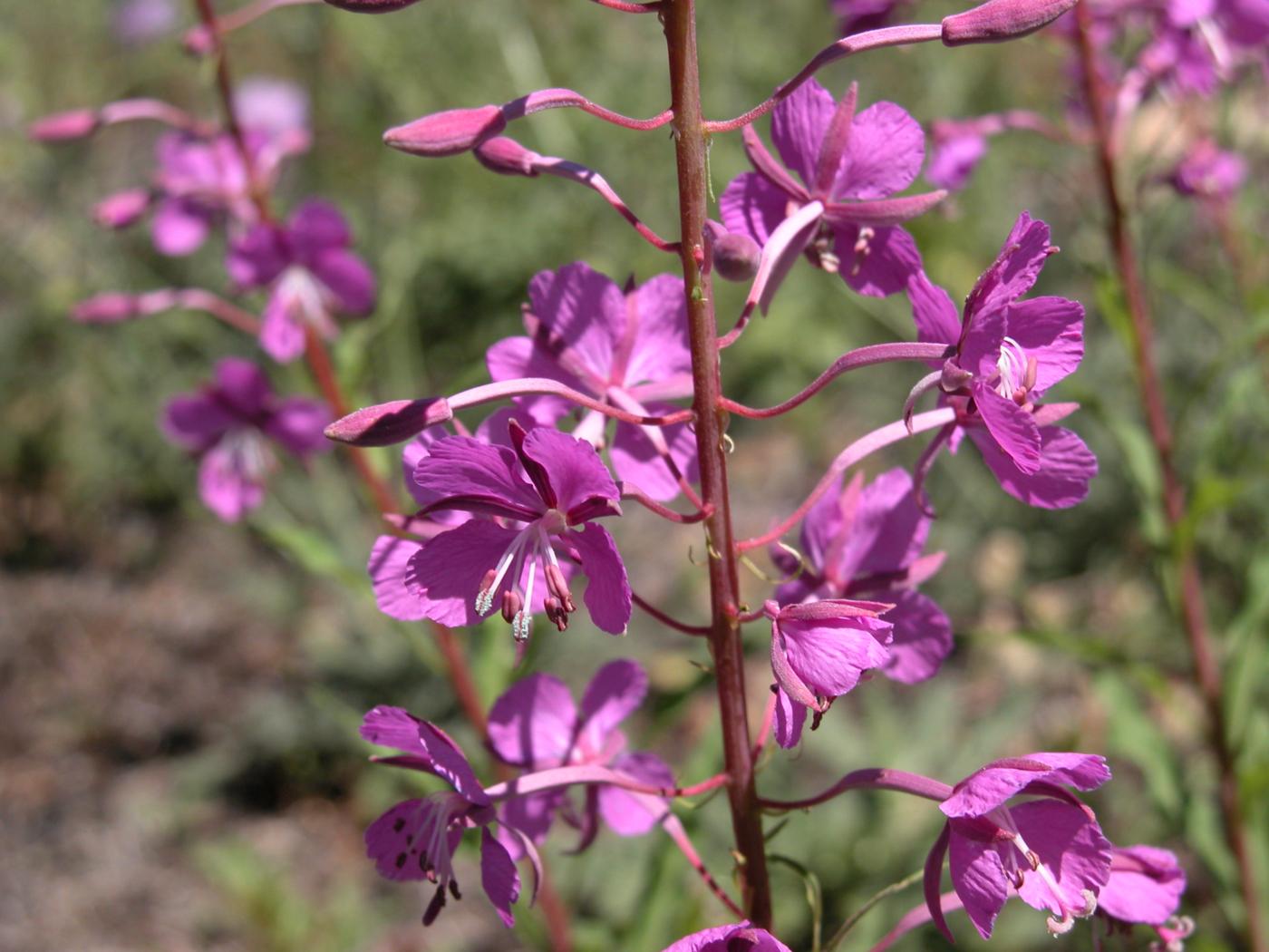 Willow-herb, Rosebay flower